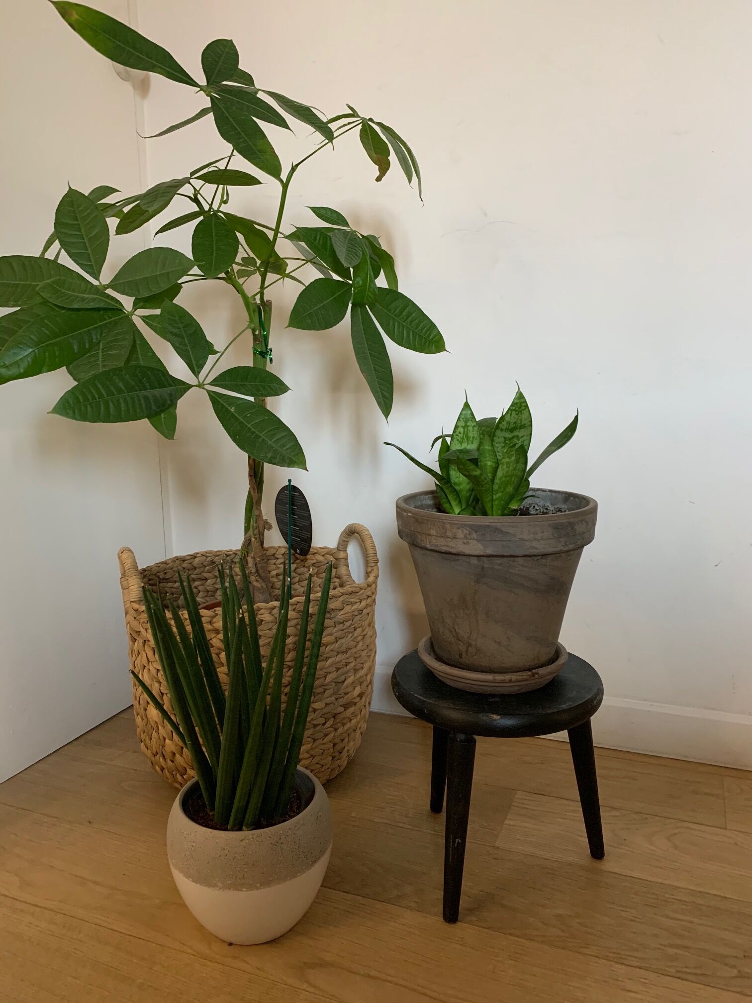 Vintage tripod plant holder