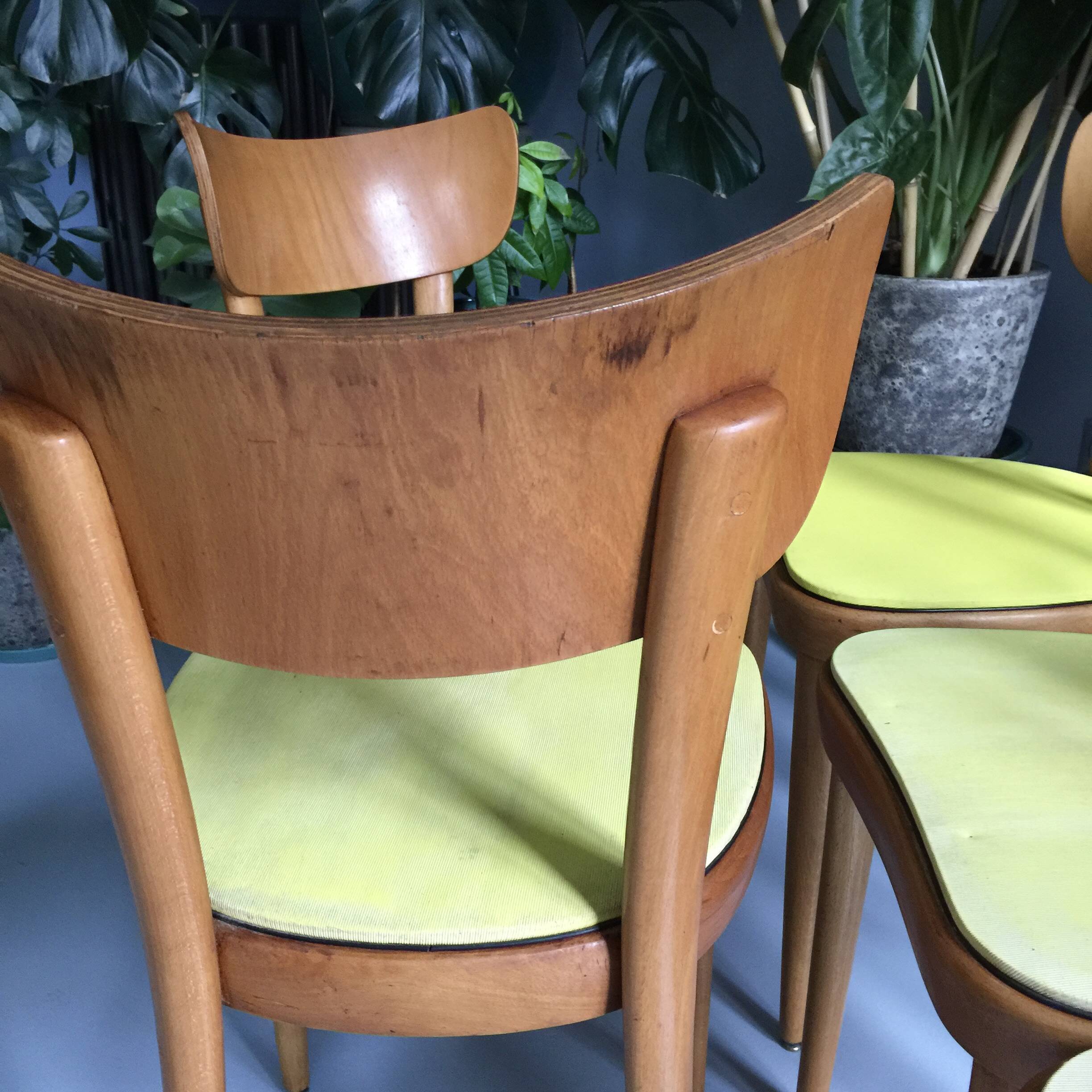 6 yellow and wood Thonet chairs