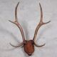 Antlers on carved wooden head, Danish design, 1960s