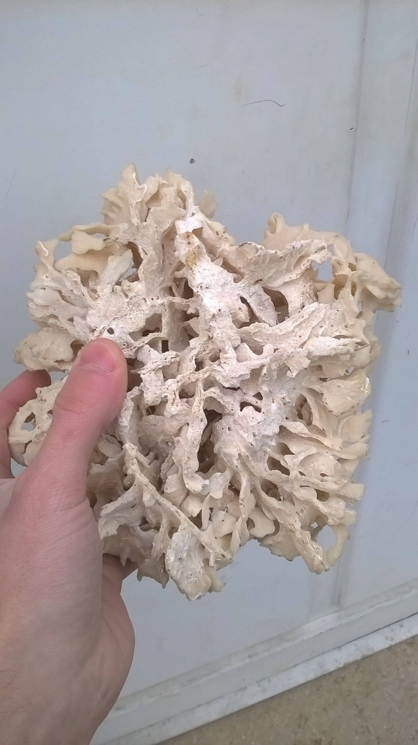 Vintage pacific coral