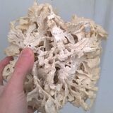 Vintage pacific coral