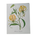 Botanical poster - Methonica Leopoldi