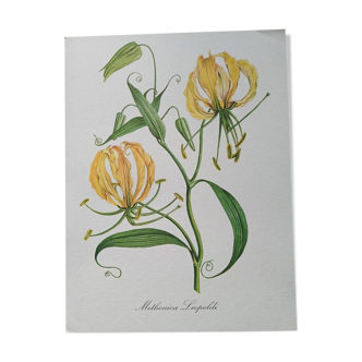 Botanical poster - Methonica Leopoldi