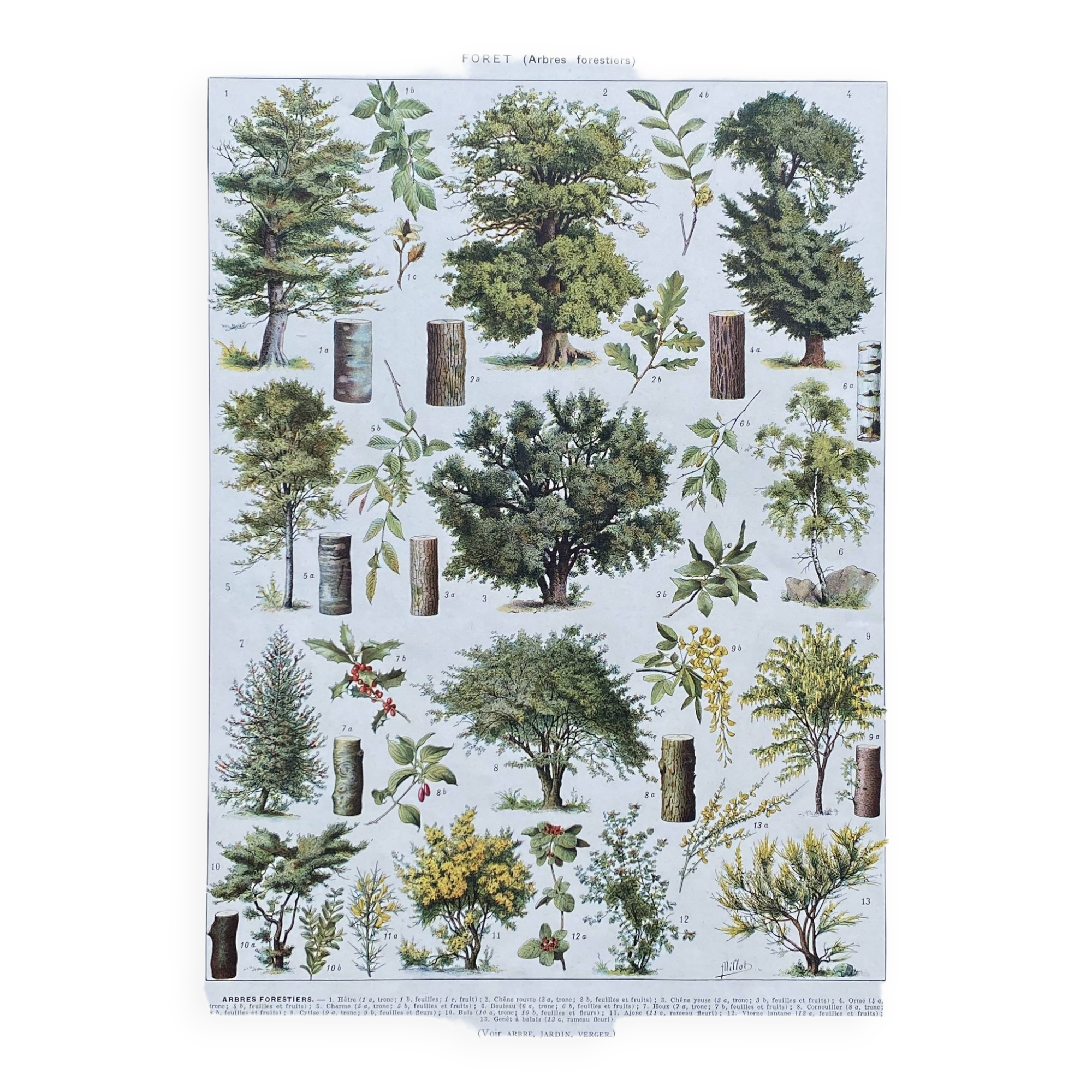 Old Millot illustration "Forest, forest trees"