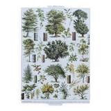 Old Millot illustration "Forest, forest trees"