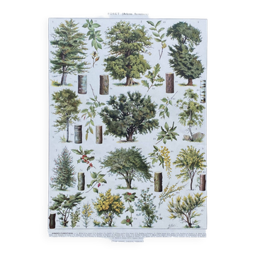 Illustration ancienne Millot "Forêt, arbres forestiers"