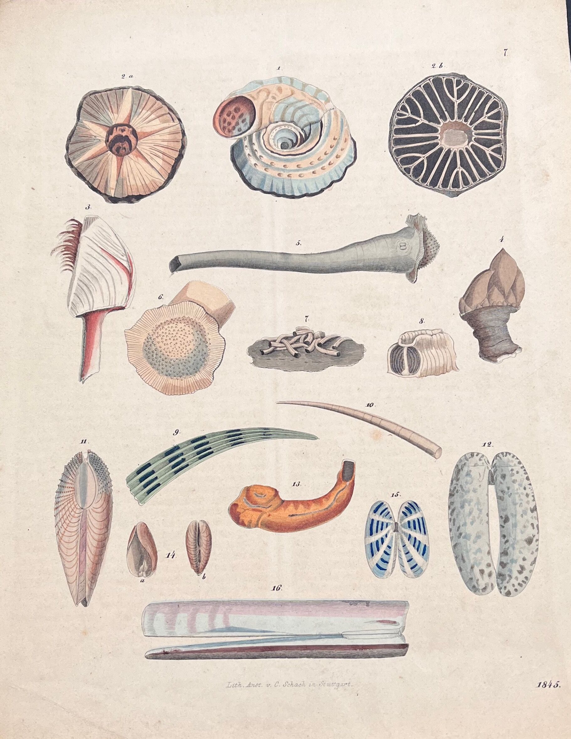 Affiche lithographie coquillages