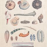 Poster (lithograph) shells
