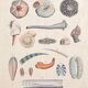 Affiche lithographie coquillages