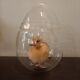 Taxidermie caneton