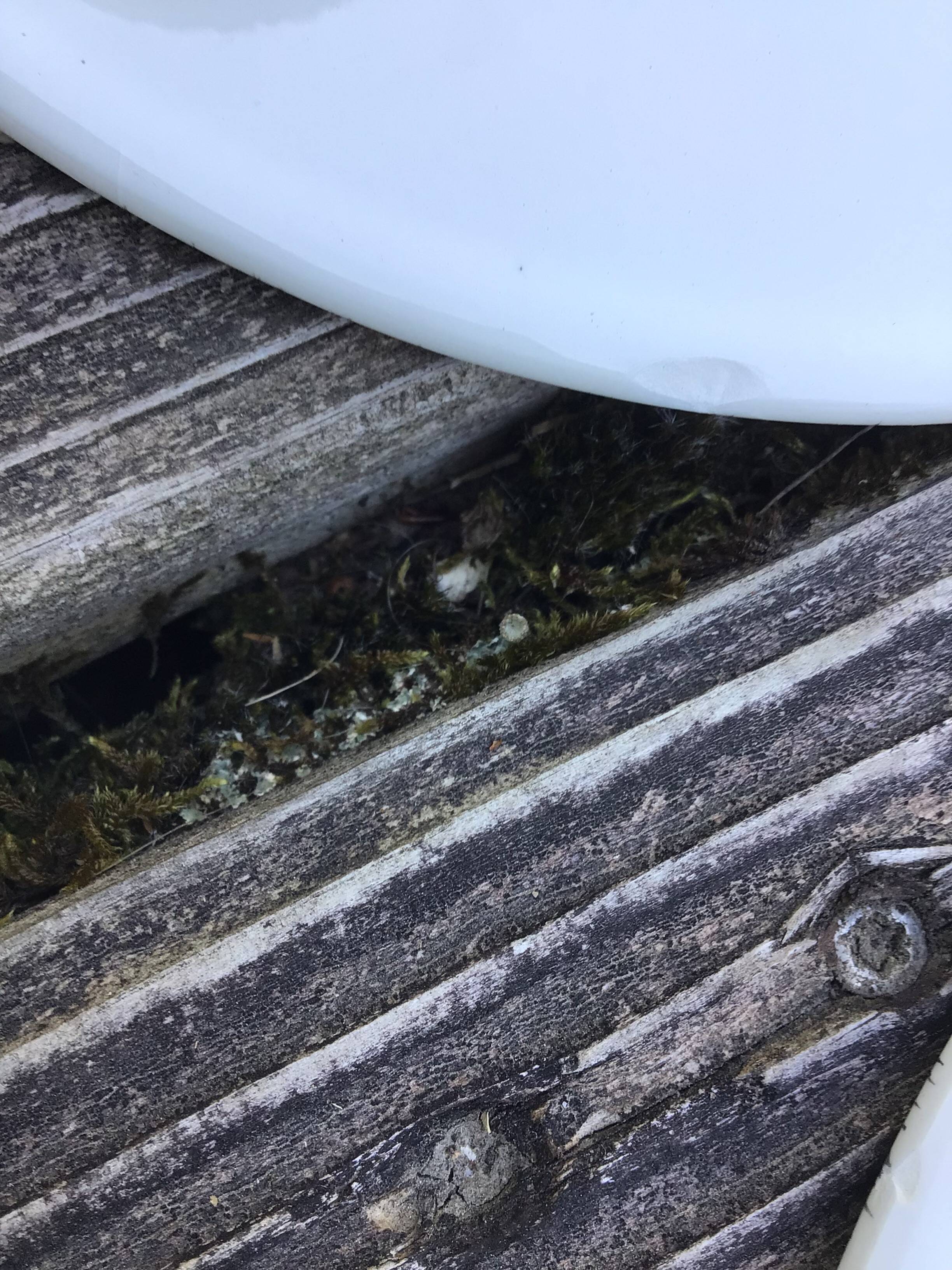 10 Grey-Black Speckled Dessert Plates