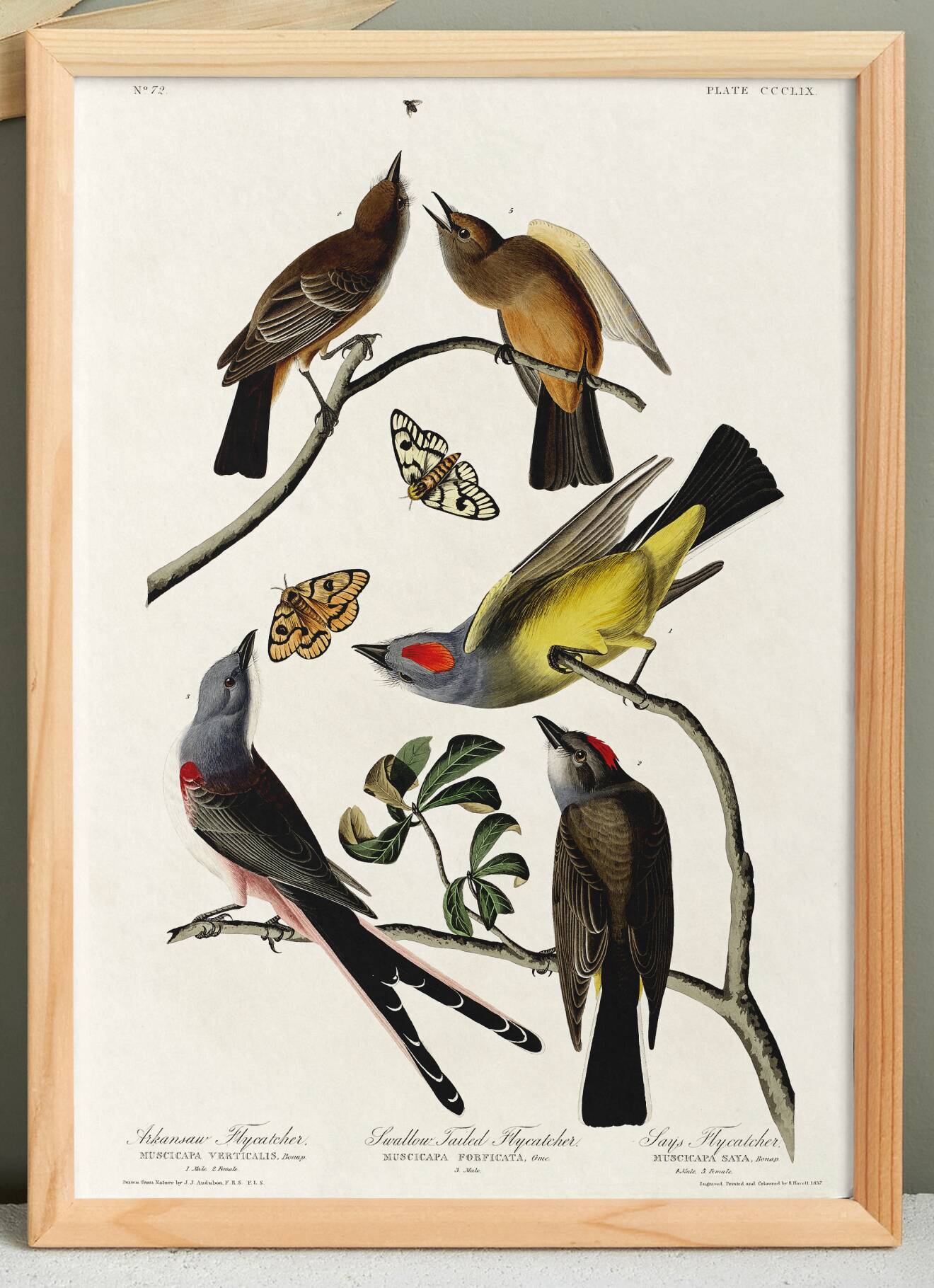 Poster about the Flycatchers, based on an old engraving from 1827.