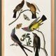Poster about the Flycatchers, based on an old engraving from 1827.
