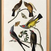 Affiche sur les Gobemouches, d’après une gravure ancienne de 1827.