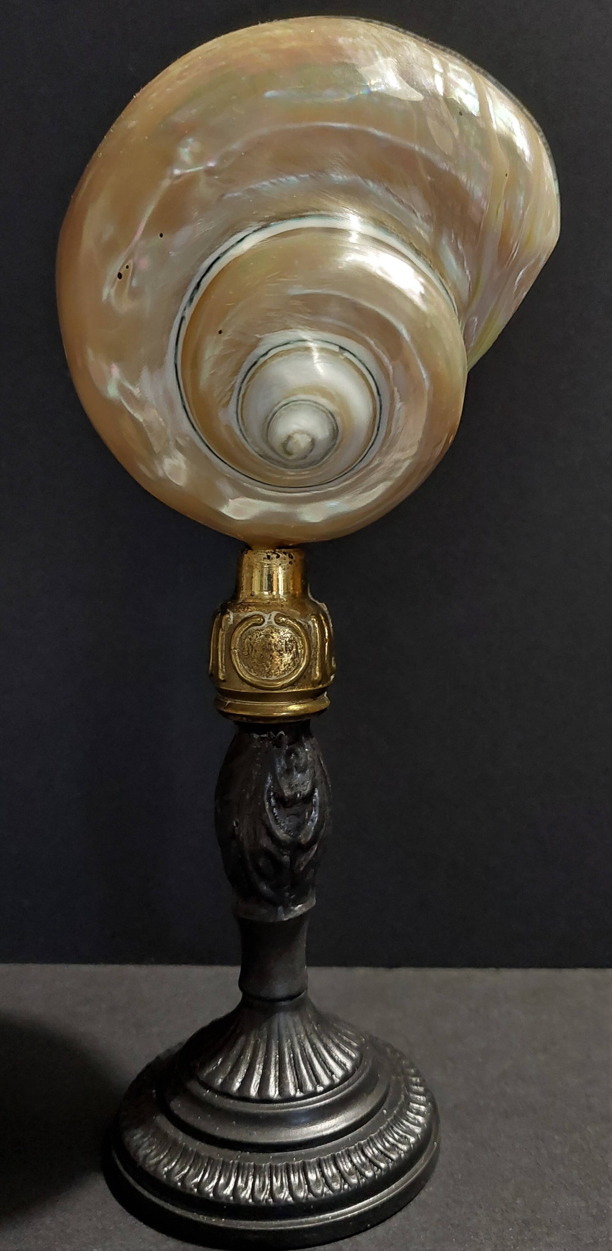 Cabinet of Curiosities pearly shell turbo imperialis on base