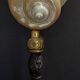 Cabinet of Curiosities pearly shell turbo imperialis on base