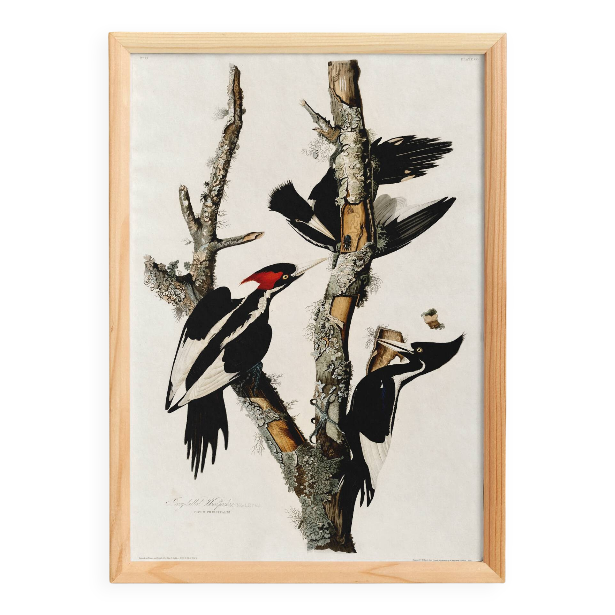 Poster about the Ivory-billed Woodpecker, based on an old engraving from 1827.