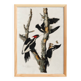 Poster about the Ivory-billed Woodpecker, based on an old engraving from 1827.