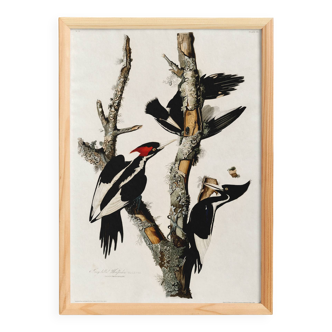 Poster about the Ivory-billed Woodpecker, based on an old engraving from 1827.