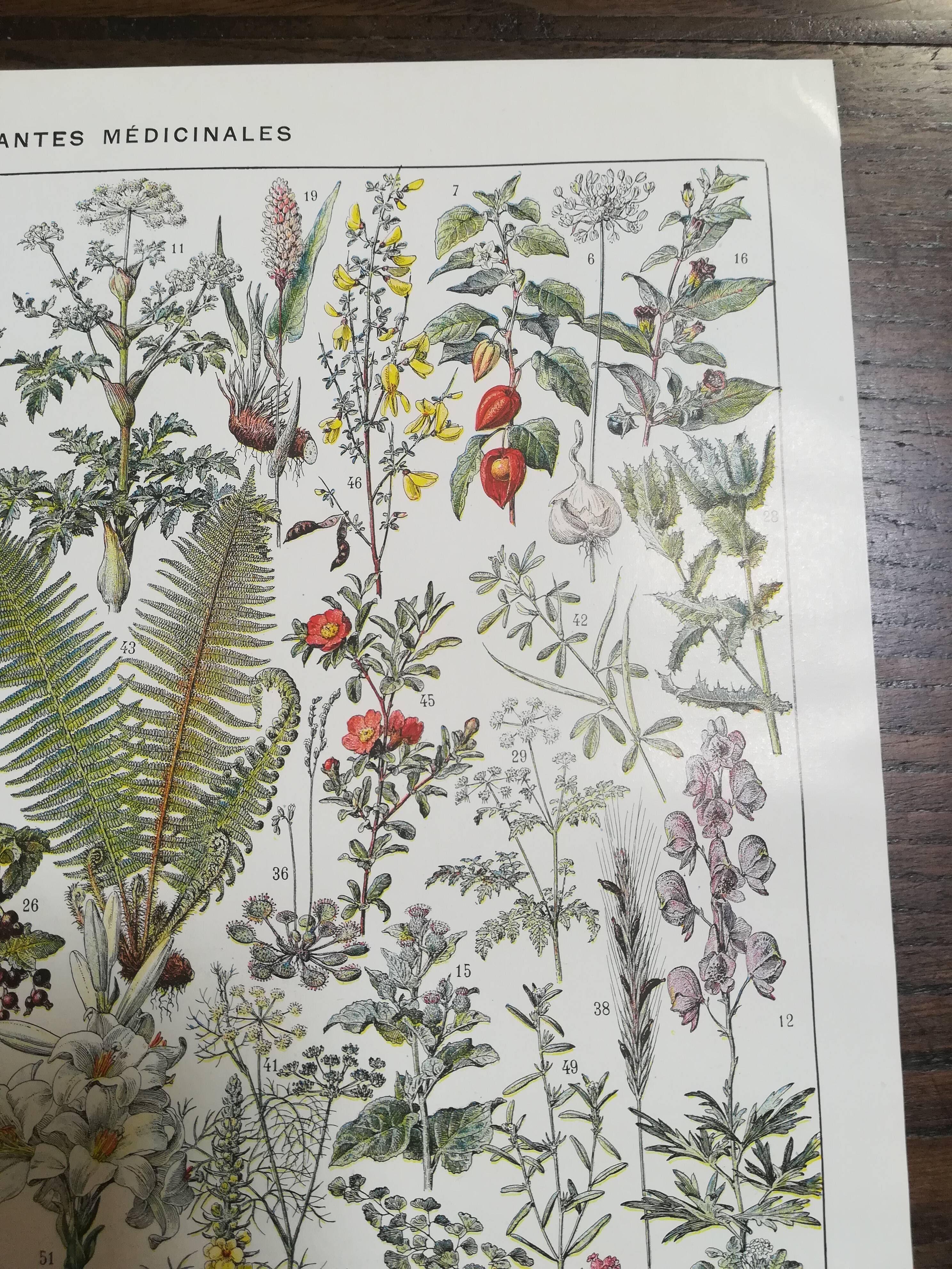 Lithograph on medicinal plants from 1928 (absinthe)