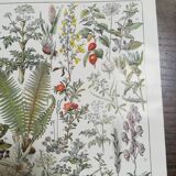 Lithograph on medicinal plants from 1928 (absinthe)
