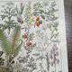 Lithograph on medicinal plants from 1928 (absinthe)