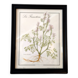 Framed botanical poster