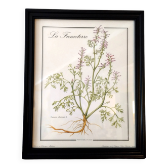 Framed botanical poster