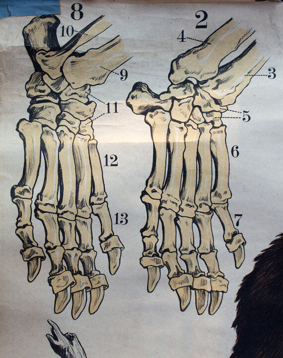 Poster "Brown bear" lithograph by J. F. Schreiber 1893