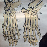 Affiche "Ours brun"  lithographie par J. F. Schreiber 1893