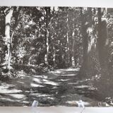 Anonymous film photo forest circa 1970