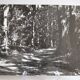 Anonymous film photo forest circa 1970