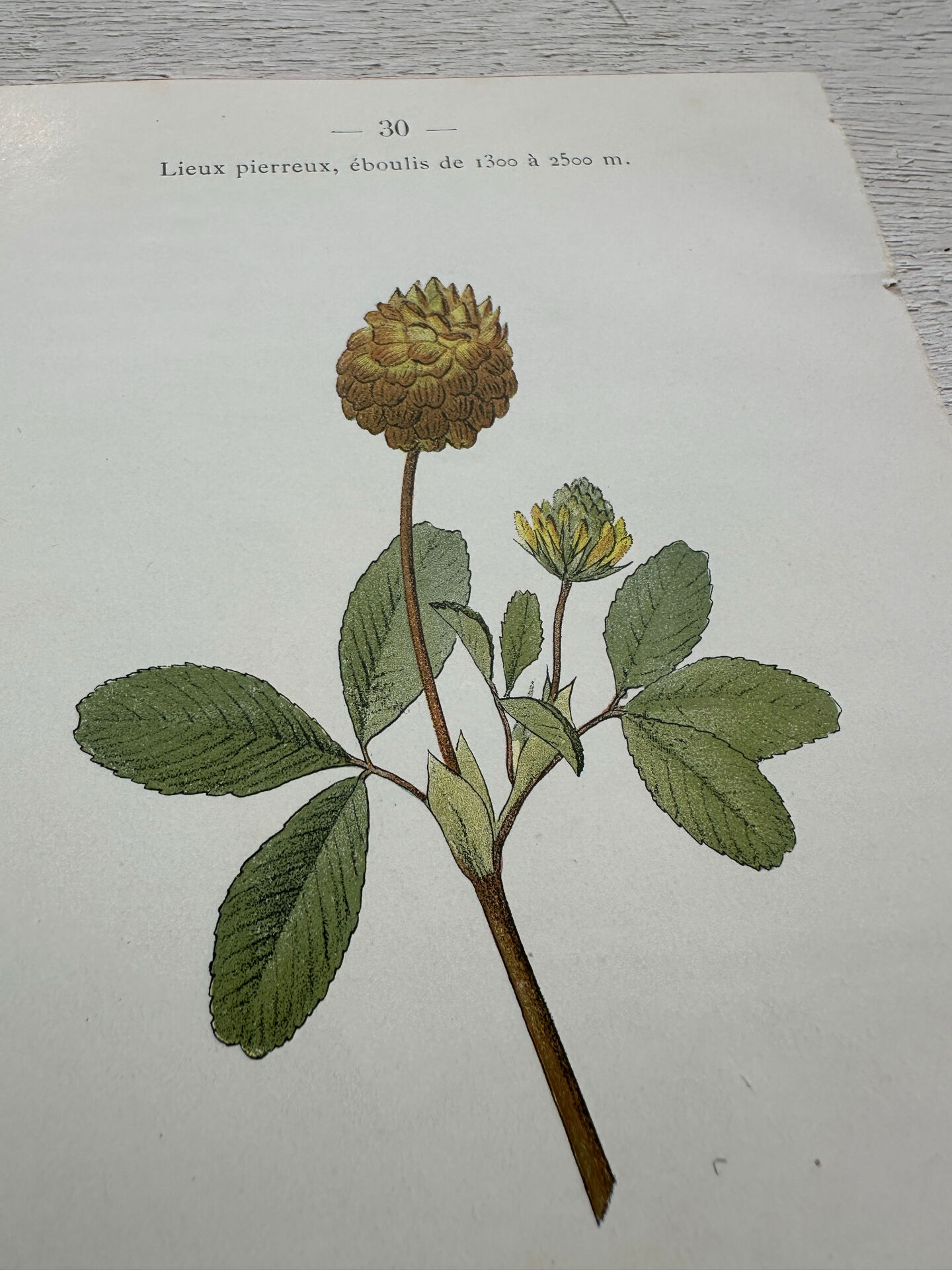 Botanical Plate 1800 Old Naturalist Engraving 19th Century Double-Sided