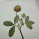 Botanical Plate 1800 Old Naturalist Engraving 19th Century Double-Sided