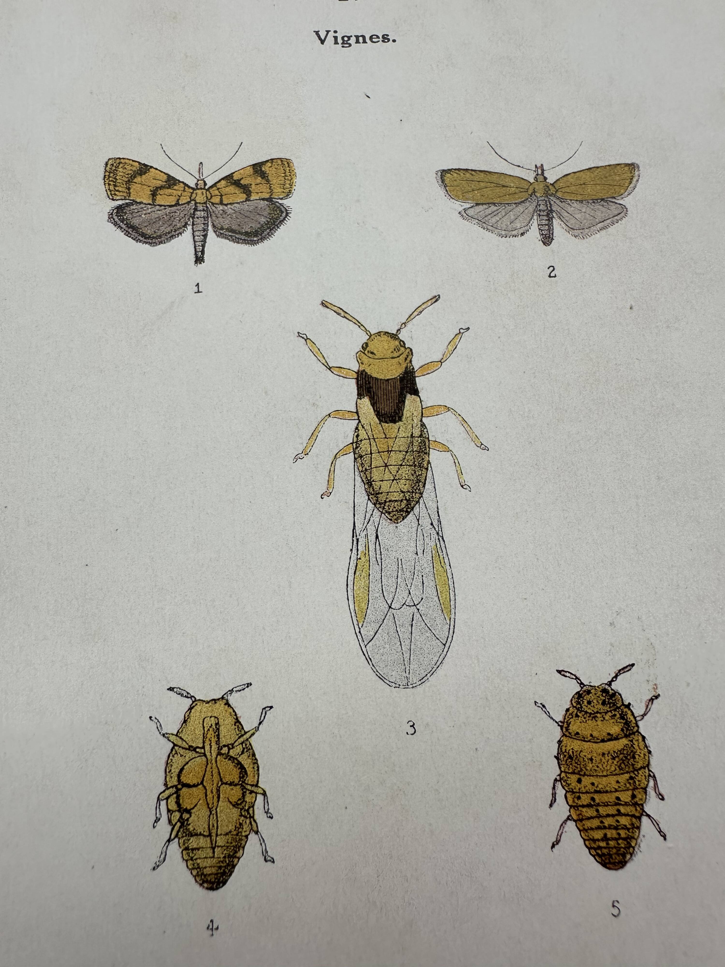 Old lithograph vintage insect