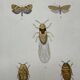 Old lithograph vintage insect