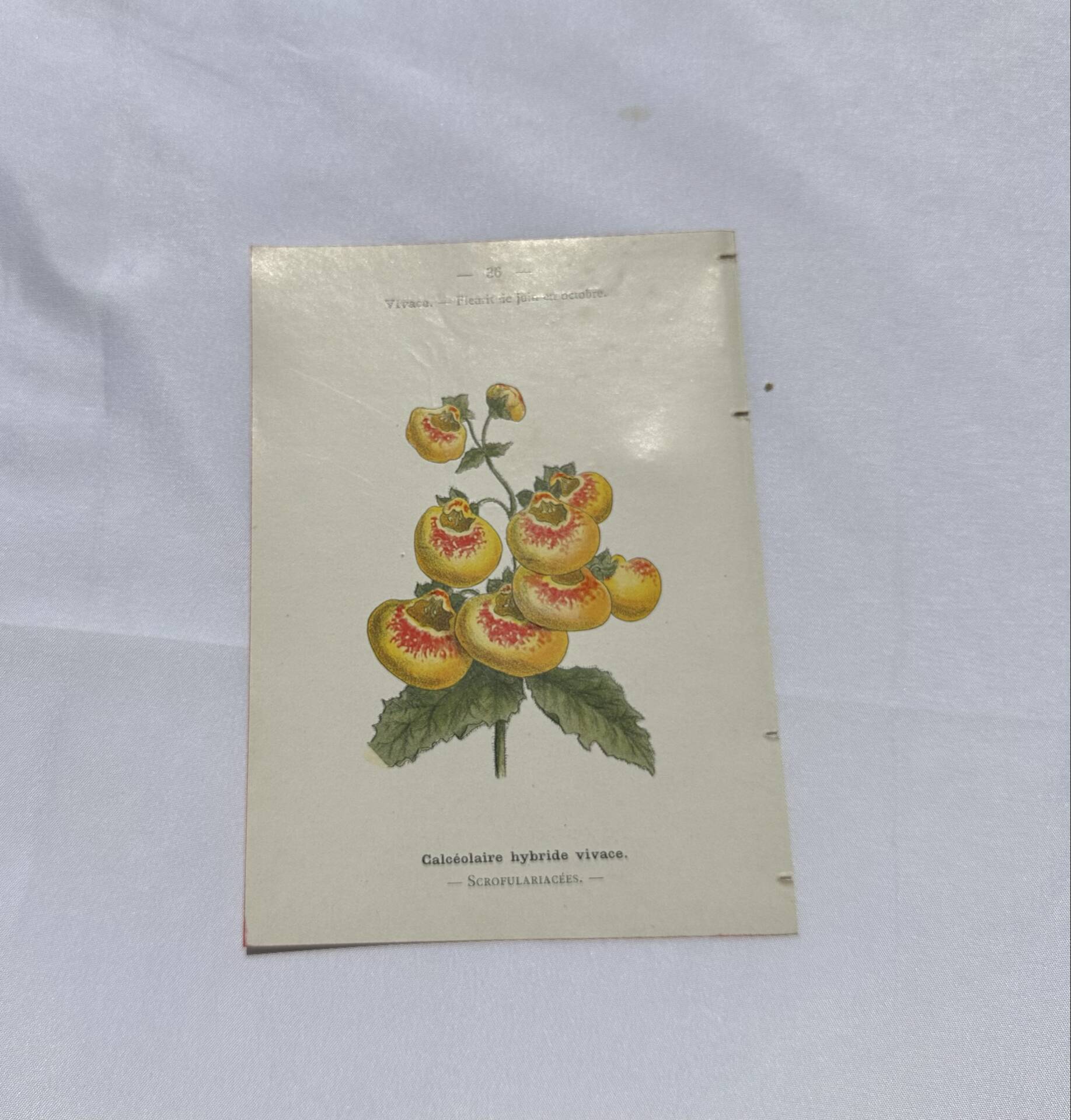 Gravure botanique 1800 double face planche naturaliste fleur de France