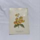 Gravure botanique 1800 double face planche naturaliste fleur de France