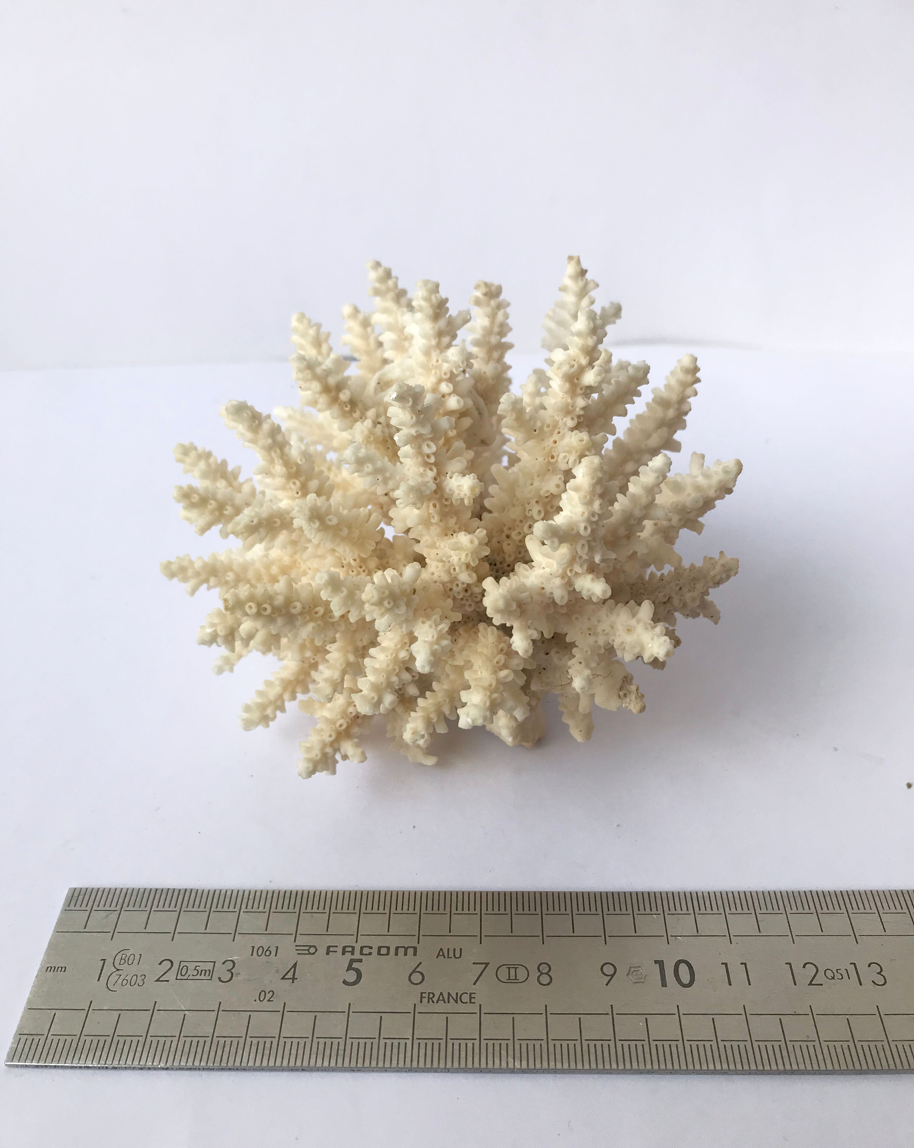 Ancient pacific coral