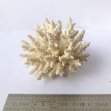 Ancient pacific coral