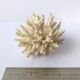 Ancient pacific coral