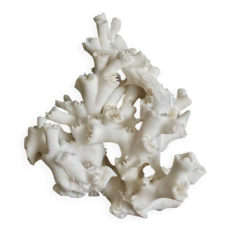 White coral