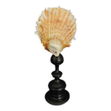 Cabinet de Curiosités coquillage spondylus coccineus sur socle