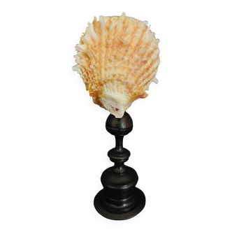 Cabinet de Curiosités coquillage spondylus coccineus sur socle