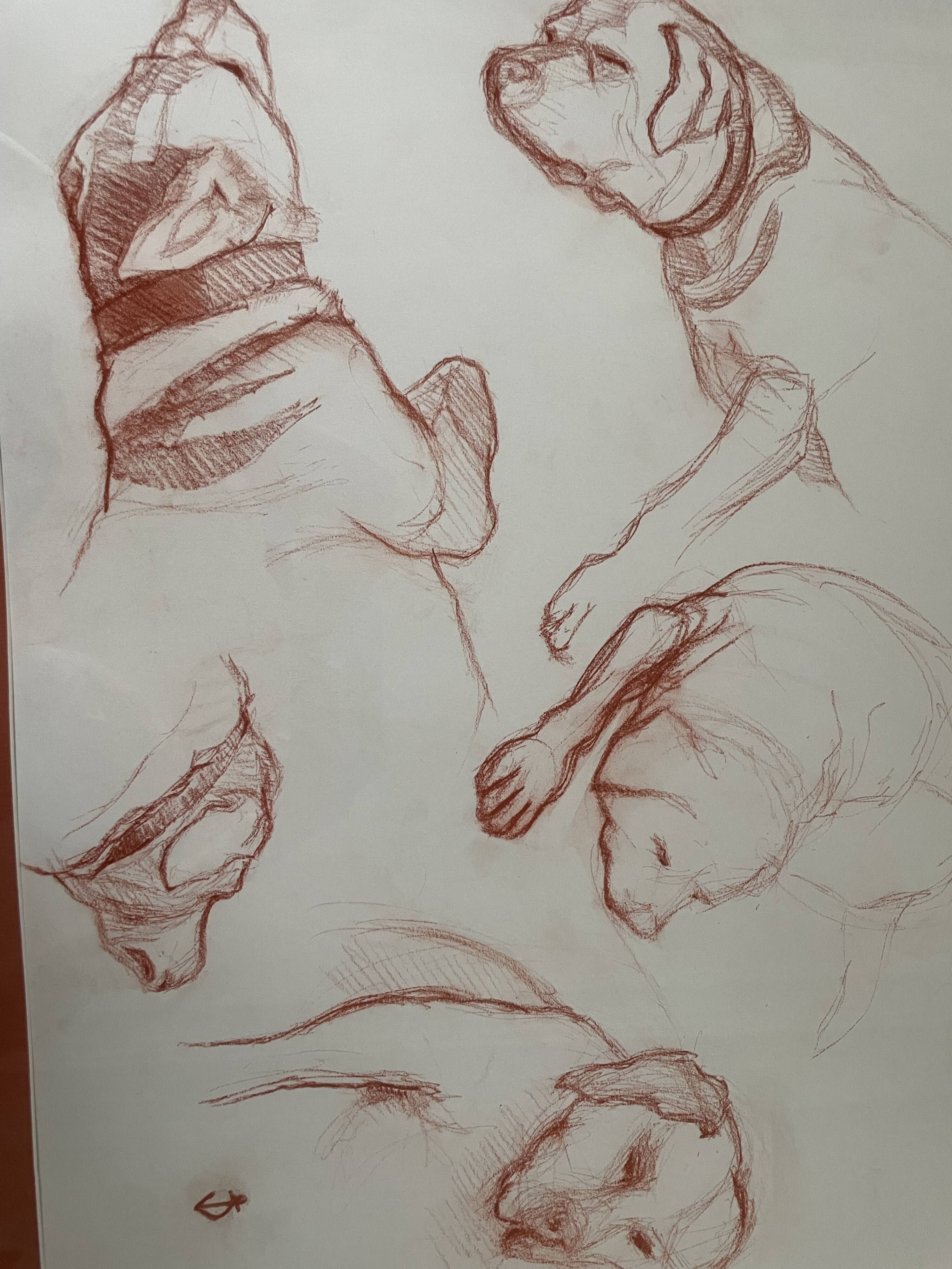 Sanguine dog study