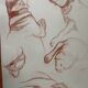 Sanguine dog study