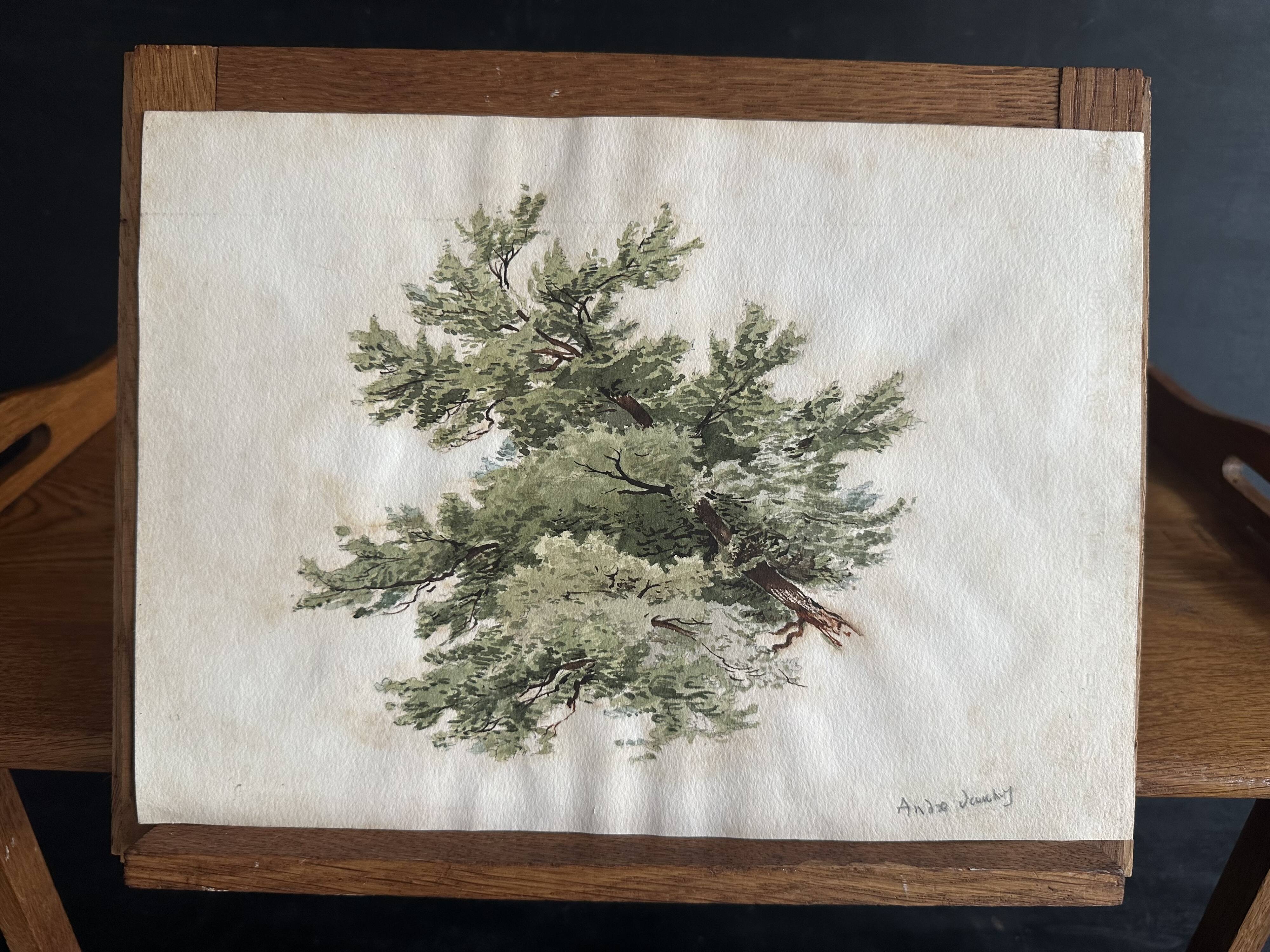 Old watercolour of a tree, botanical study signed, mid-20th century.