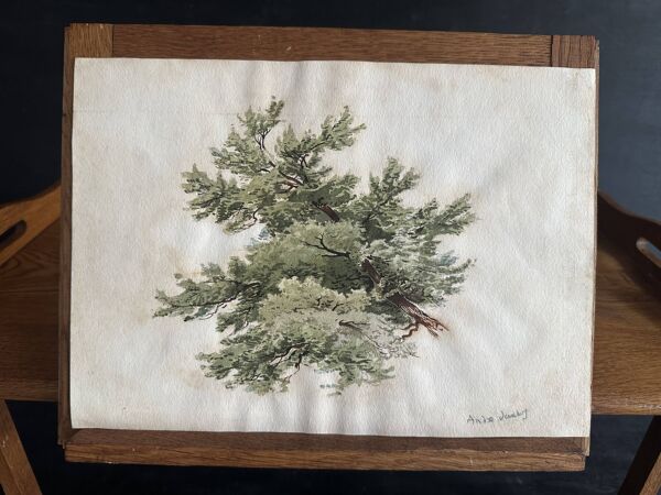 Aquarelle ancienne d’arbre, étude végétale signée, milieu XXe