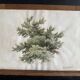 Old watercolour of a tree, botanical study signed, mid-20th century.