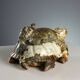 Modern sculpture of a turtle in hard stone, Italy, 20th century